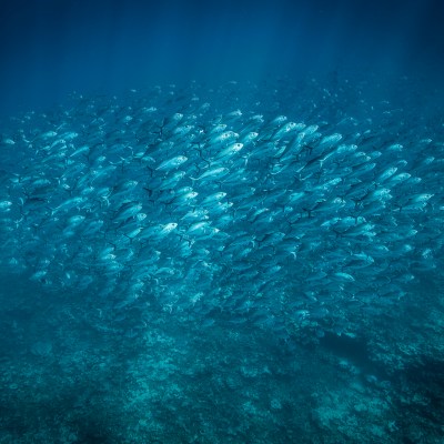 School of fish