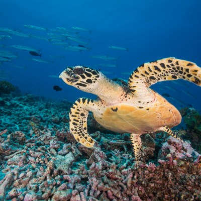 Sea turtle