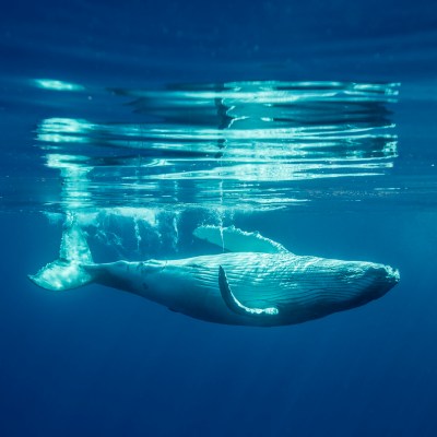 A whale and its baby