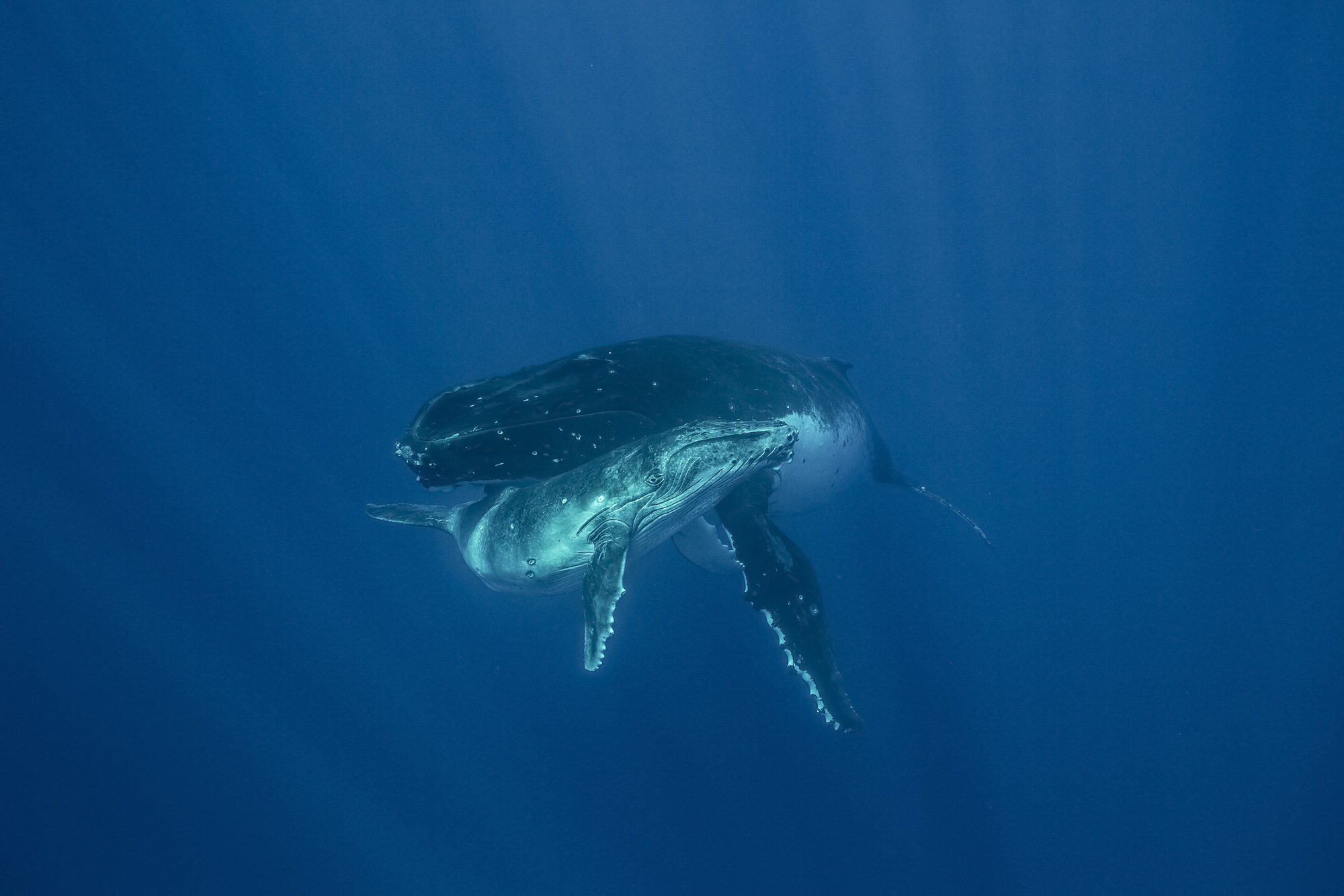 Humpback Whales