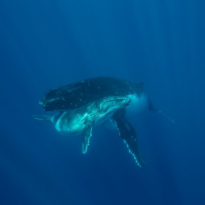 Humpback Whales